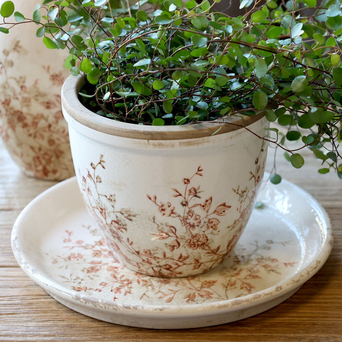 Chaval Cream Botanical Planter