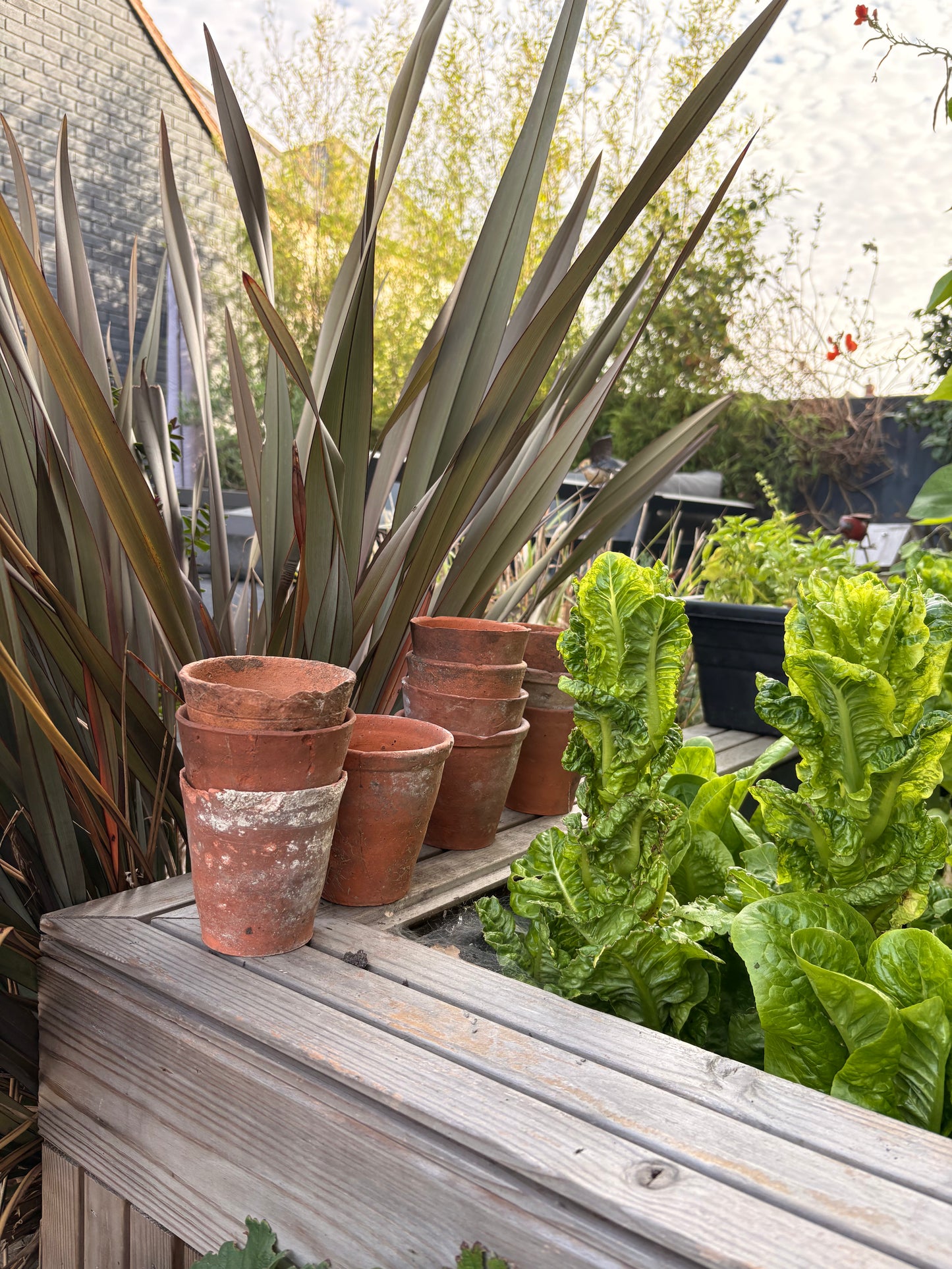 Vintage Terracotta Plant Pots