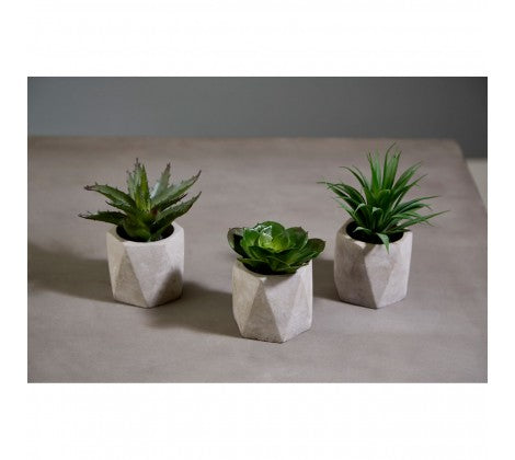Fiori Succulents in Geo Cement Pots - Set of 3