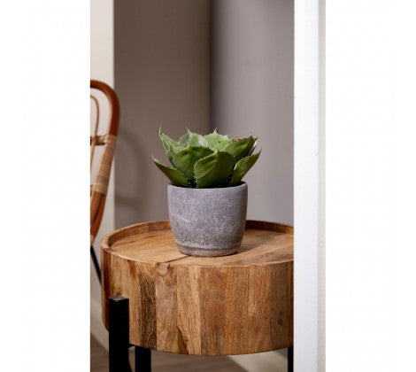 Fiori Large Succulent With Cement Pot