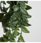 Hanging Philodendron Plant