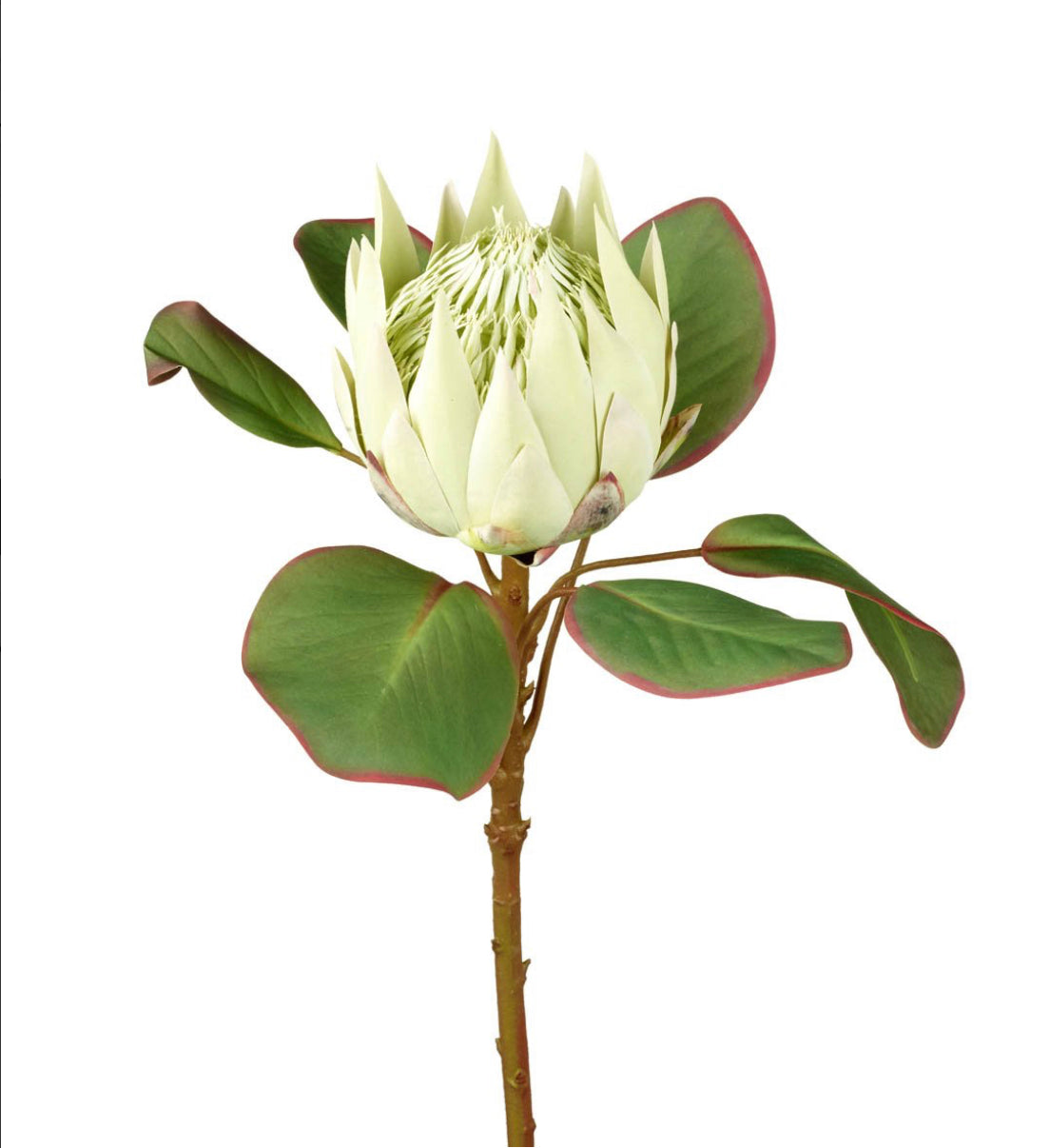 Faux Protea Stem