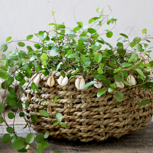 Medium Sea Shell Basket