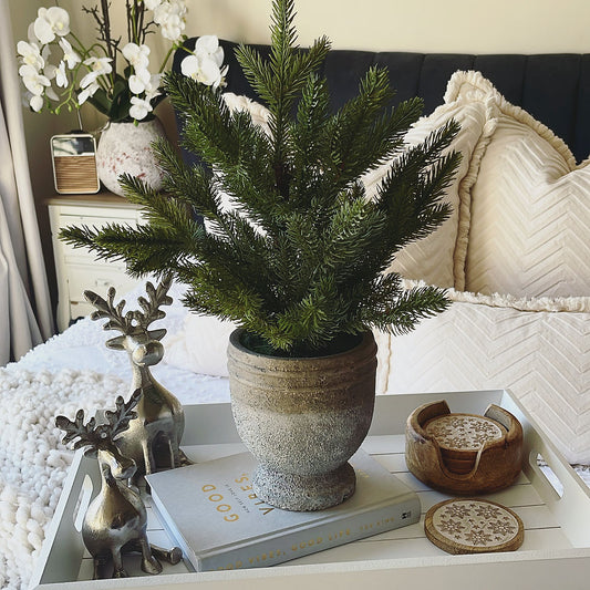 Garda Pine Tree in Stone Pot