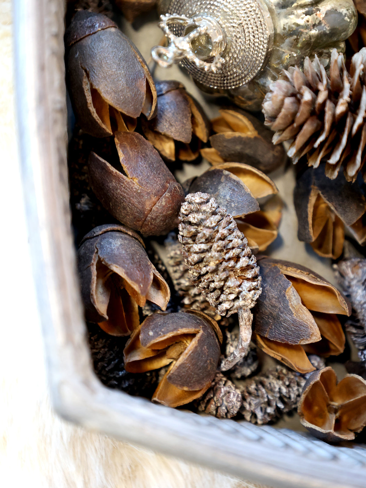 Fleur Small Dried Cones
