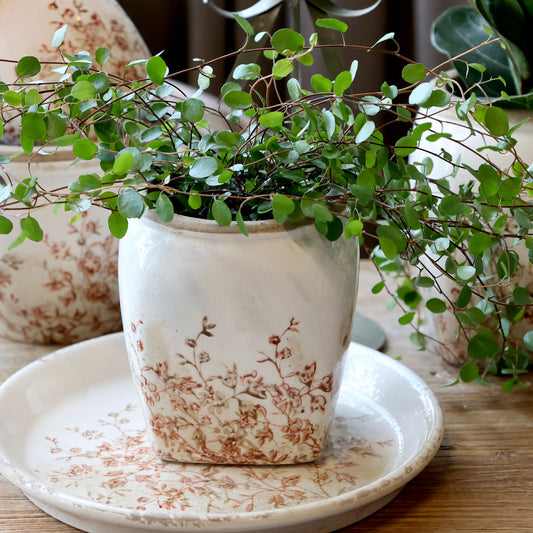 Chaval Cream Medium Botanical Planter