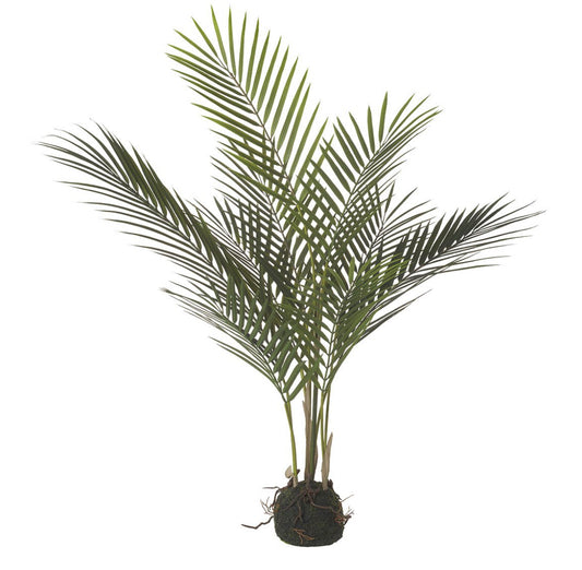 Green Areca Palm in Soil