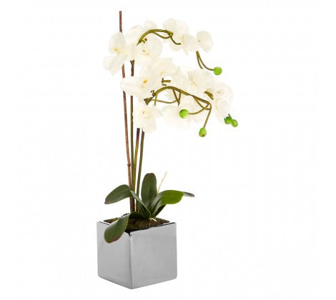 White Orchid Plant with Silver Ceramic Pot