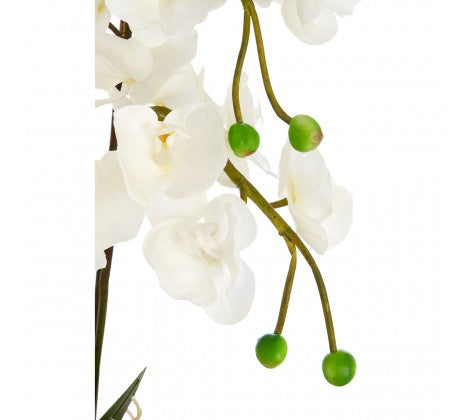 White Orchid Plant with Silver Ceramic Pot
