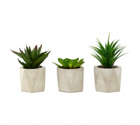 Fiori Succulents in Geo Cement Pots - Set of 3