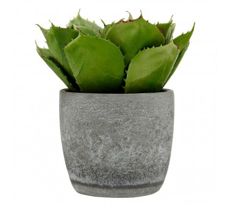 Fiori Large Succulent With Cement Pot