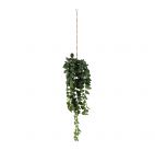 Hanging Philodendron Plant